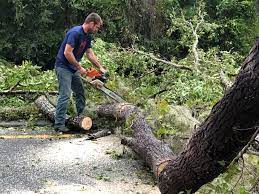 Best Fruit Tree Pruning  in Walnut Ridge, AR